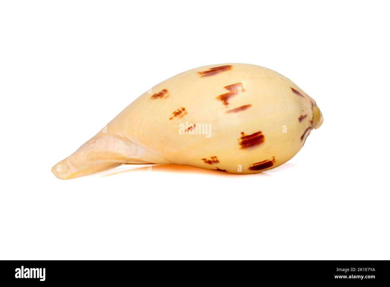 Image of seashells melo melo on a white background. Undersea Animals. Sea Shells. Stock Photo