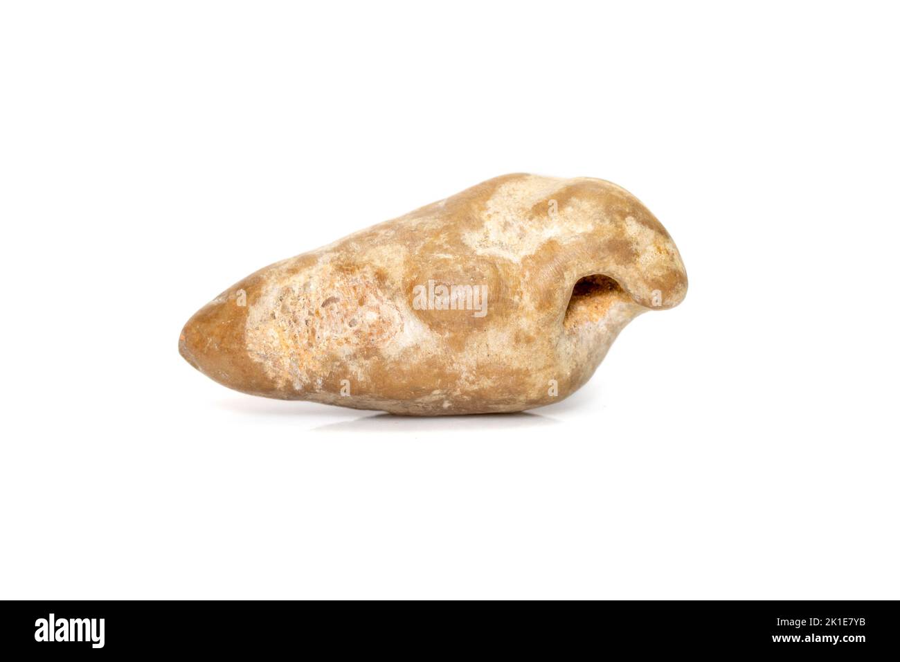 Marine fossils shells isolated on white background. petrified shells. Stock Photo