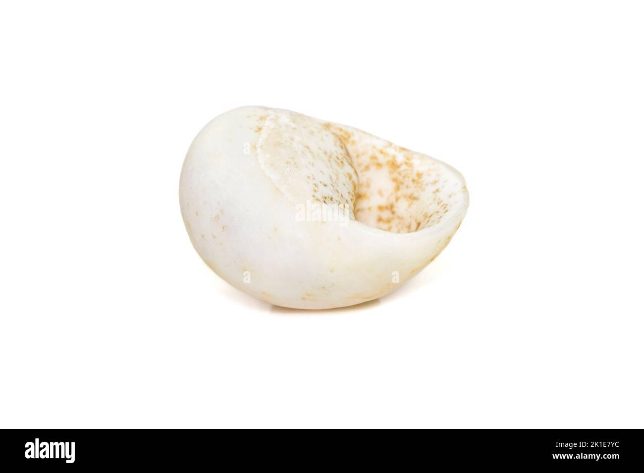 Nerita is a genus of medium-sized to small sea snails with a gill and an operculum, marine gastropod molluscs in the subfamily Neritinae of the family Stock Photo