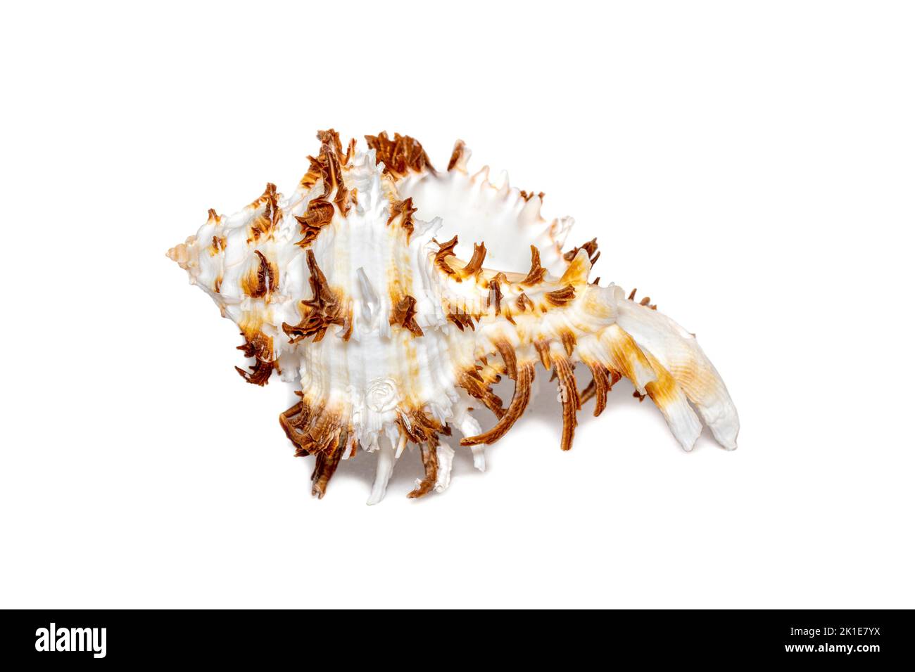 Image of chicoreus ramosus seashell common name the ramose murex or branched murex on a white background. Sea shells. Undersea Animals. Stock Photo