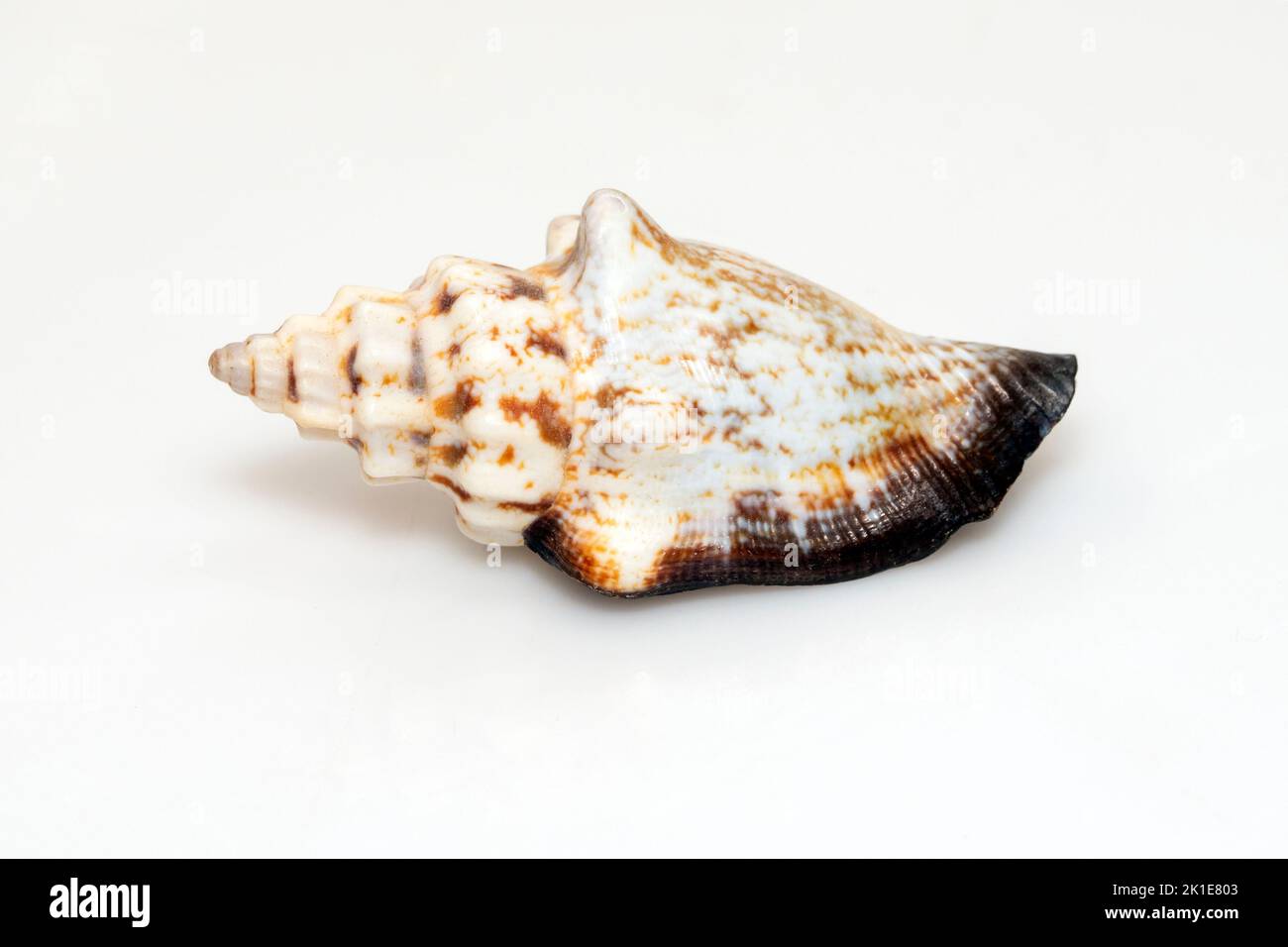 Image of canarium urceus is a species of sea snail, a marine gastropod mollusk in the family Strombidae, the true conchs isolated on white background. Stock Photo