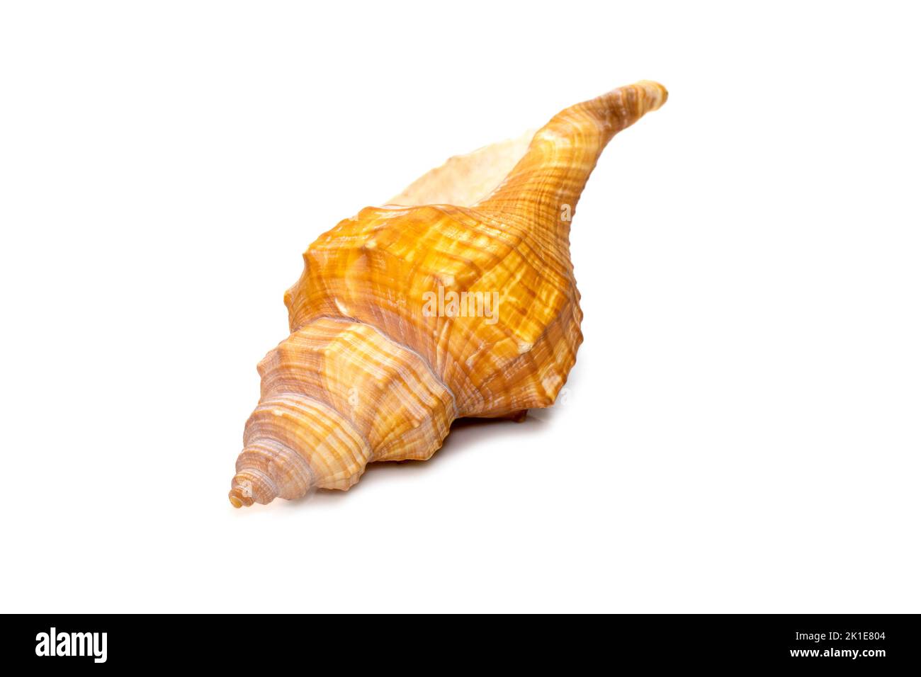 Image of Trapezium Horse Conch / Striped Fox Conch seashell (Pleuroploca trapezium) isolated on white background. Undersea Animals. Sea Shells. Stock Photo