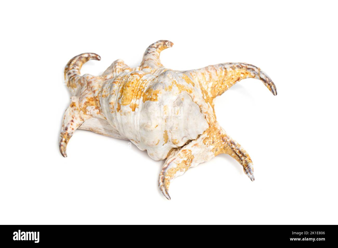 Image of Lambis chiragra, Harpago chiragra on a white background. Undersea Animals. Sea shells. Stock Photo