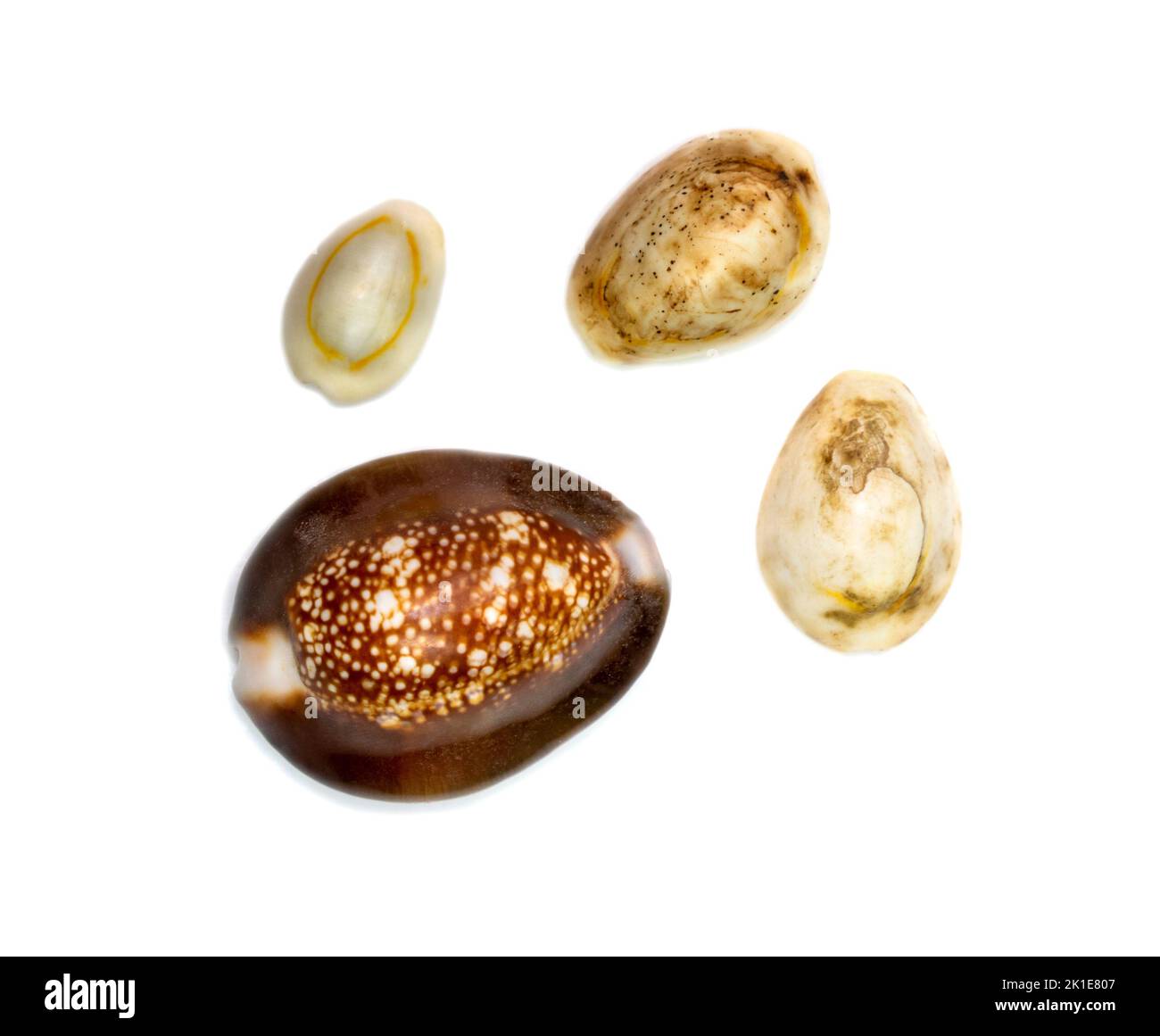 Group a marine gastropod mollusk in the family Cypraeidae isolated on white background. Undersea Animals. Sea Shells. Stock Photo