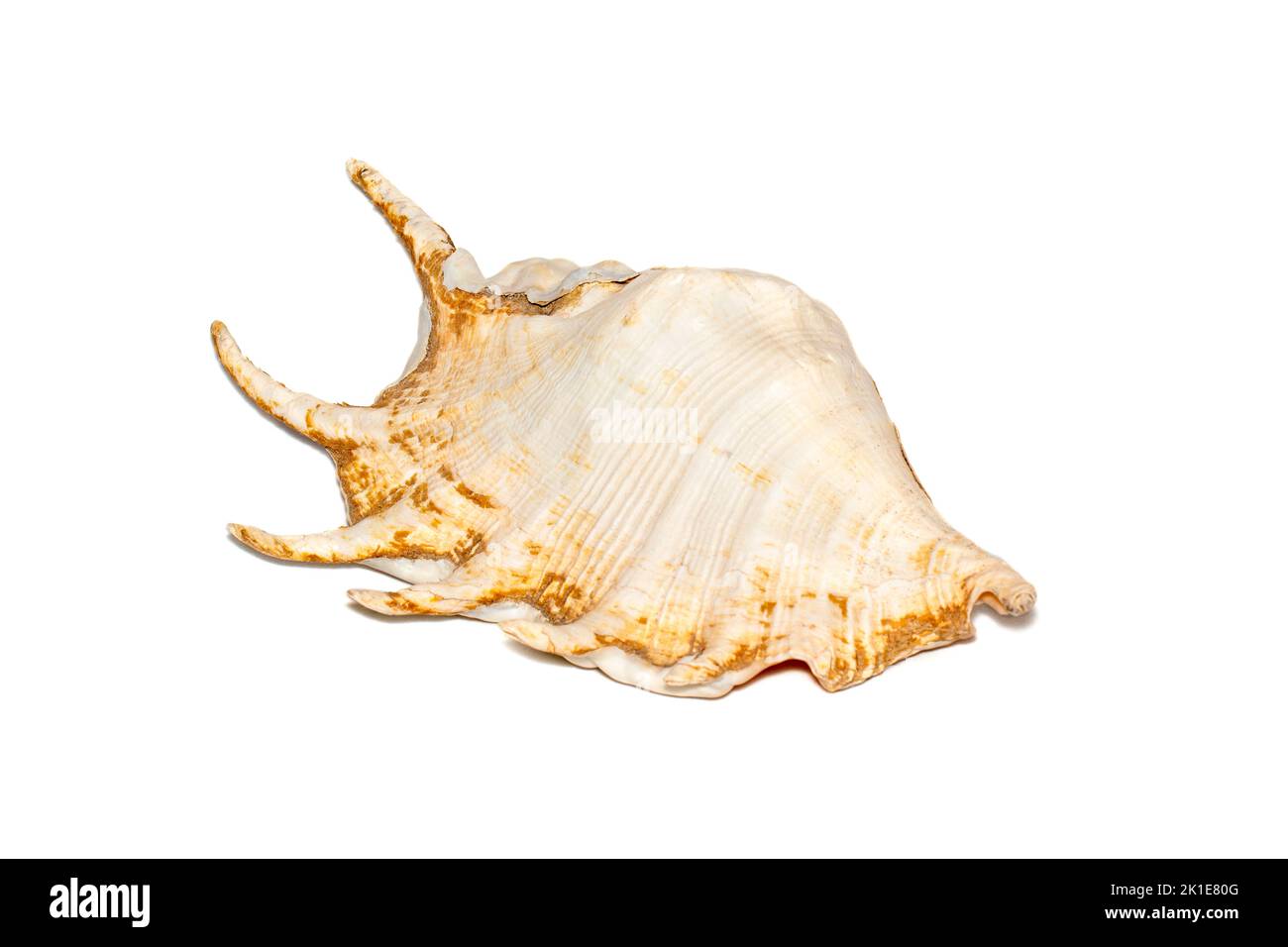 Image of spider conch seashell (Lambis truncata) on a white background. Sea shells. Undersea Animals. Stock Photo