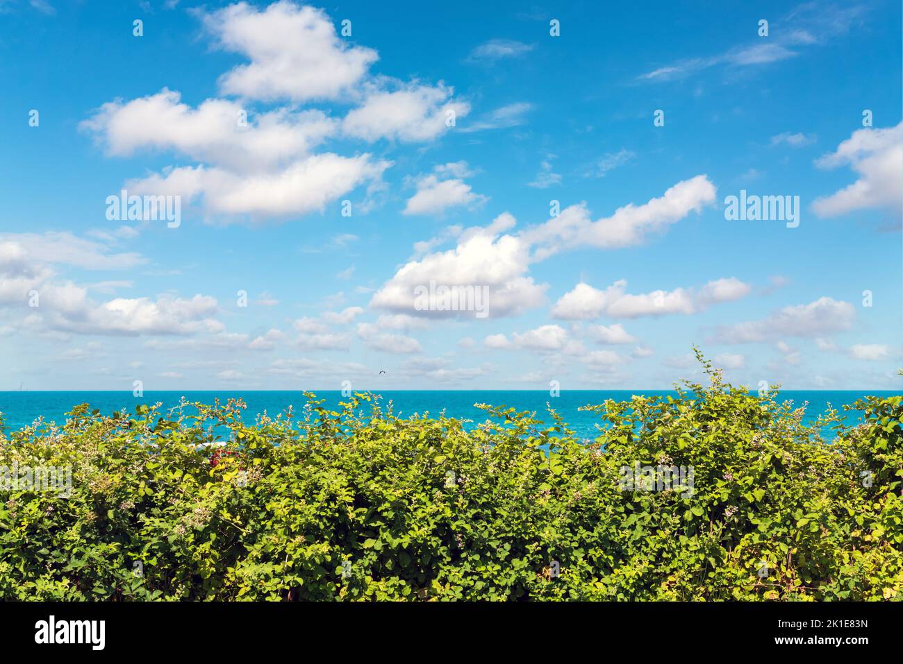Blackberry bushes on the seashore Stock Photo