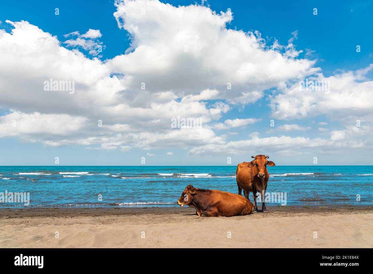 Cows rest on the seashore Stock Photo