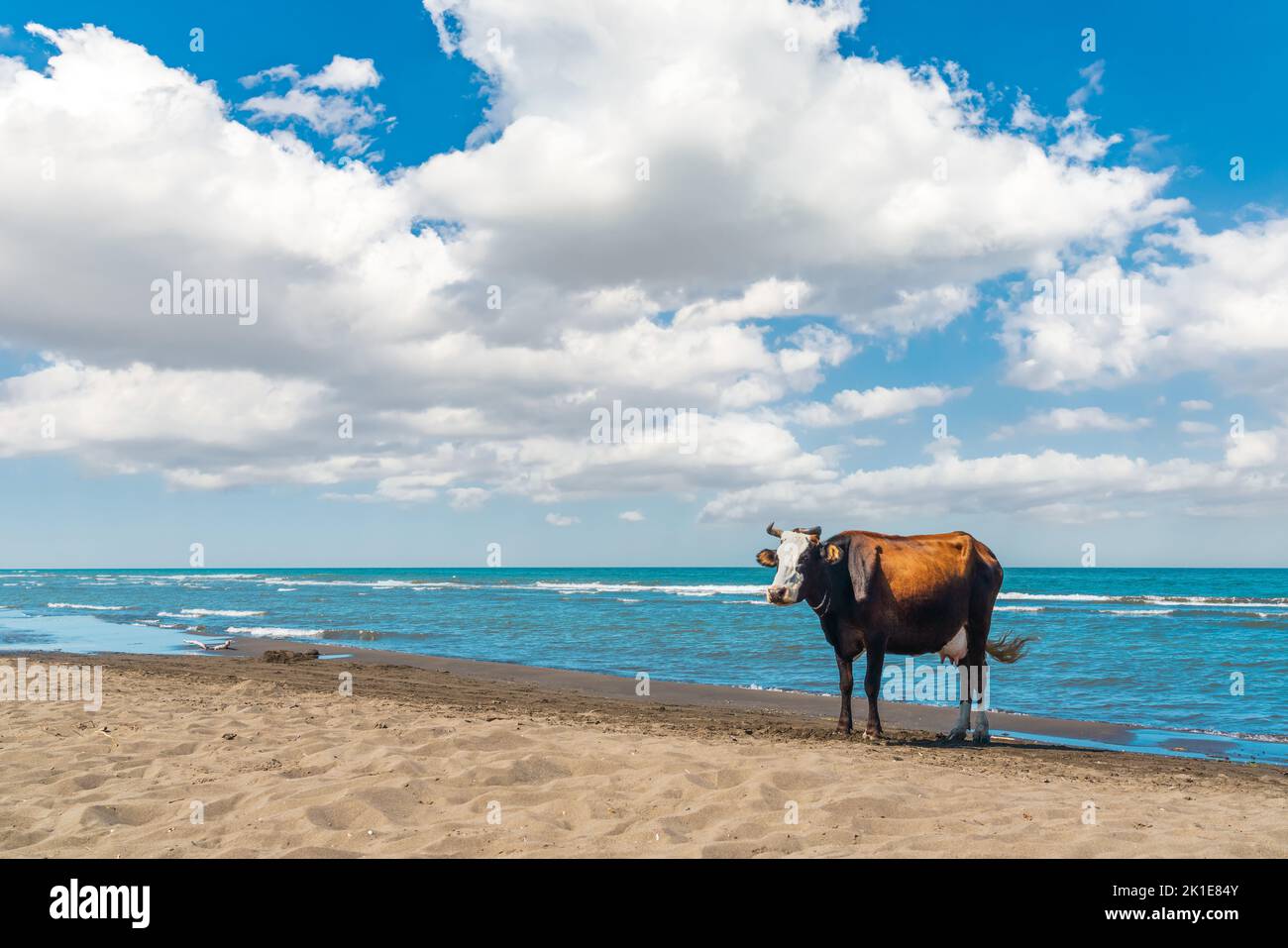 Cows rest on the seashore Stock Photo