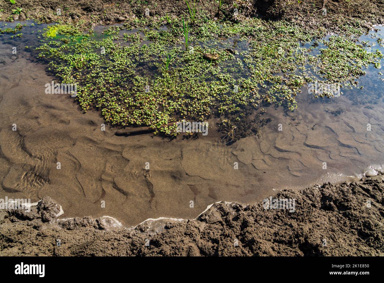 Small swamp with clean water Stock Photo