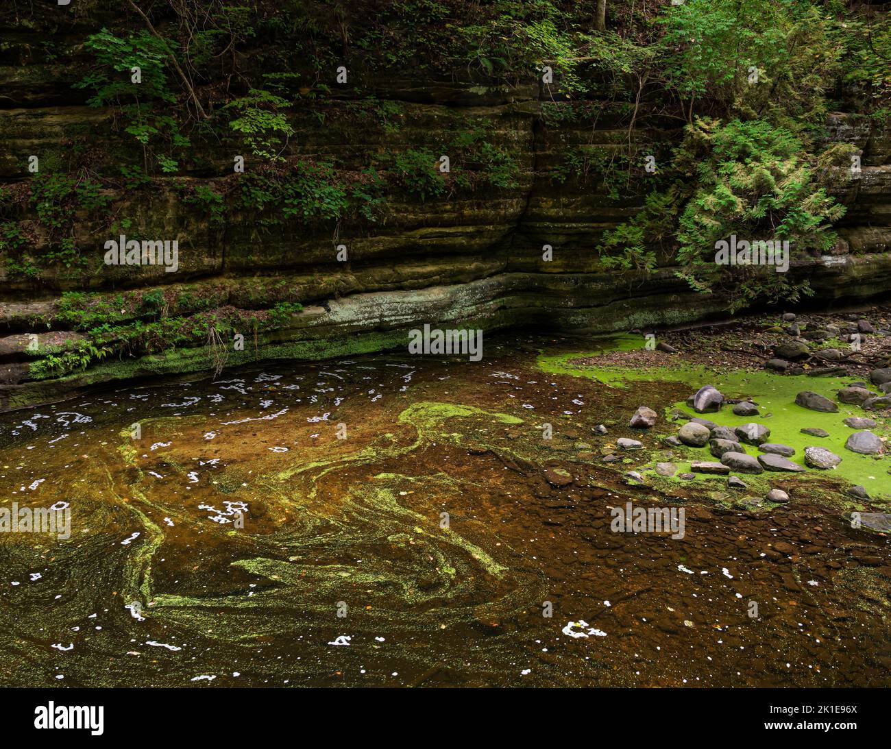 Duckweed slowly swirls in a pool of water called the Giant's Bathtub at
