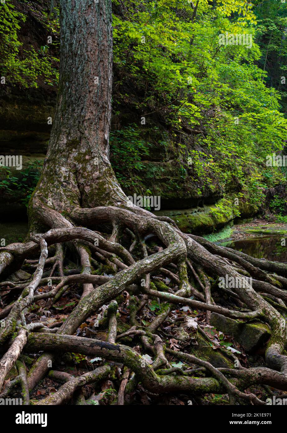 A large tree has had the soil repeatedly washed away from it's roots, Matthiessen State Park, LaSalle County, IL Stock Photo