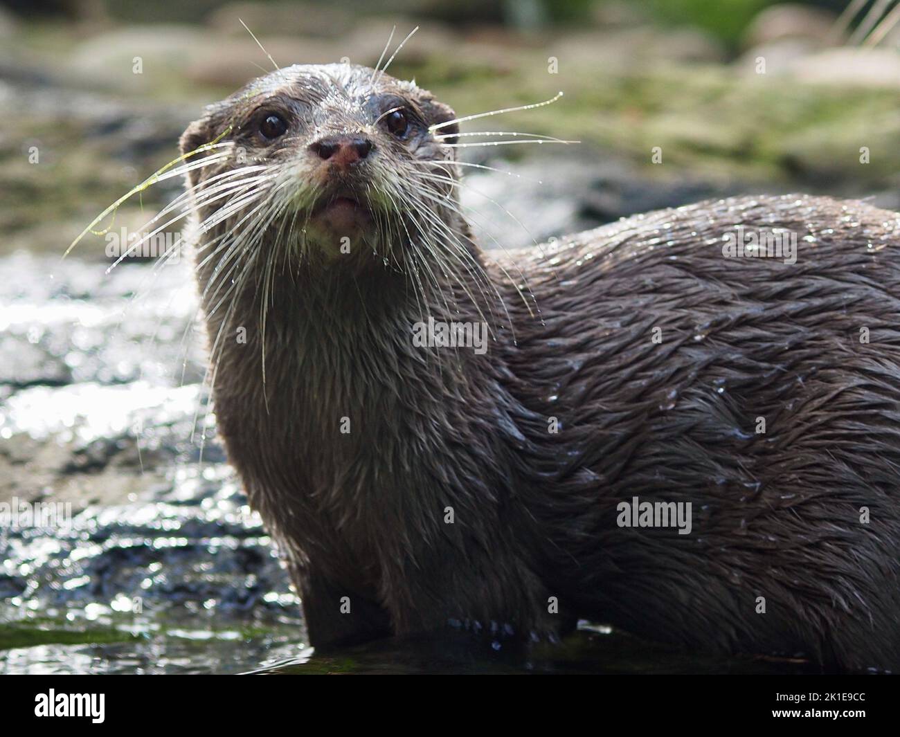 Delightful engaging Asian Small-clawed Otter in natural beauty. Stock Photo