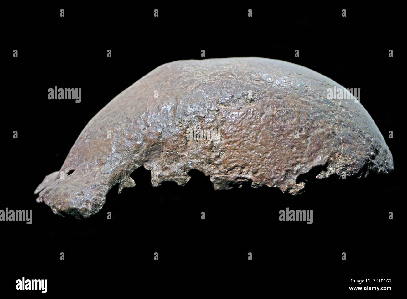 Homo erectus,skull cap,Trinil,Indonesia. Stock Photo