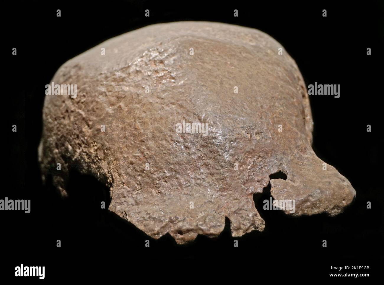 Homo erectus,skull cap,Trinil,Indonesia. Stock Photo