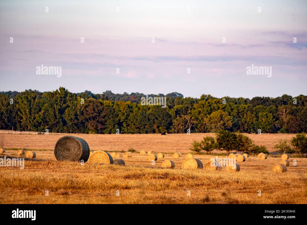 Landscape of round hay bales in golden hour sunlight with cattle ...