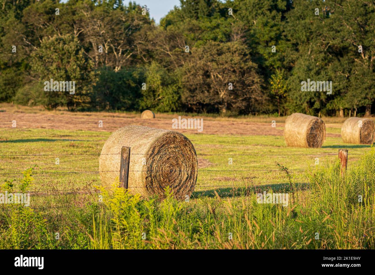 Hay bales in a pasture prior to being taken away for storage. Stock Photo