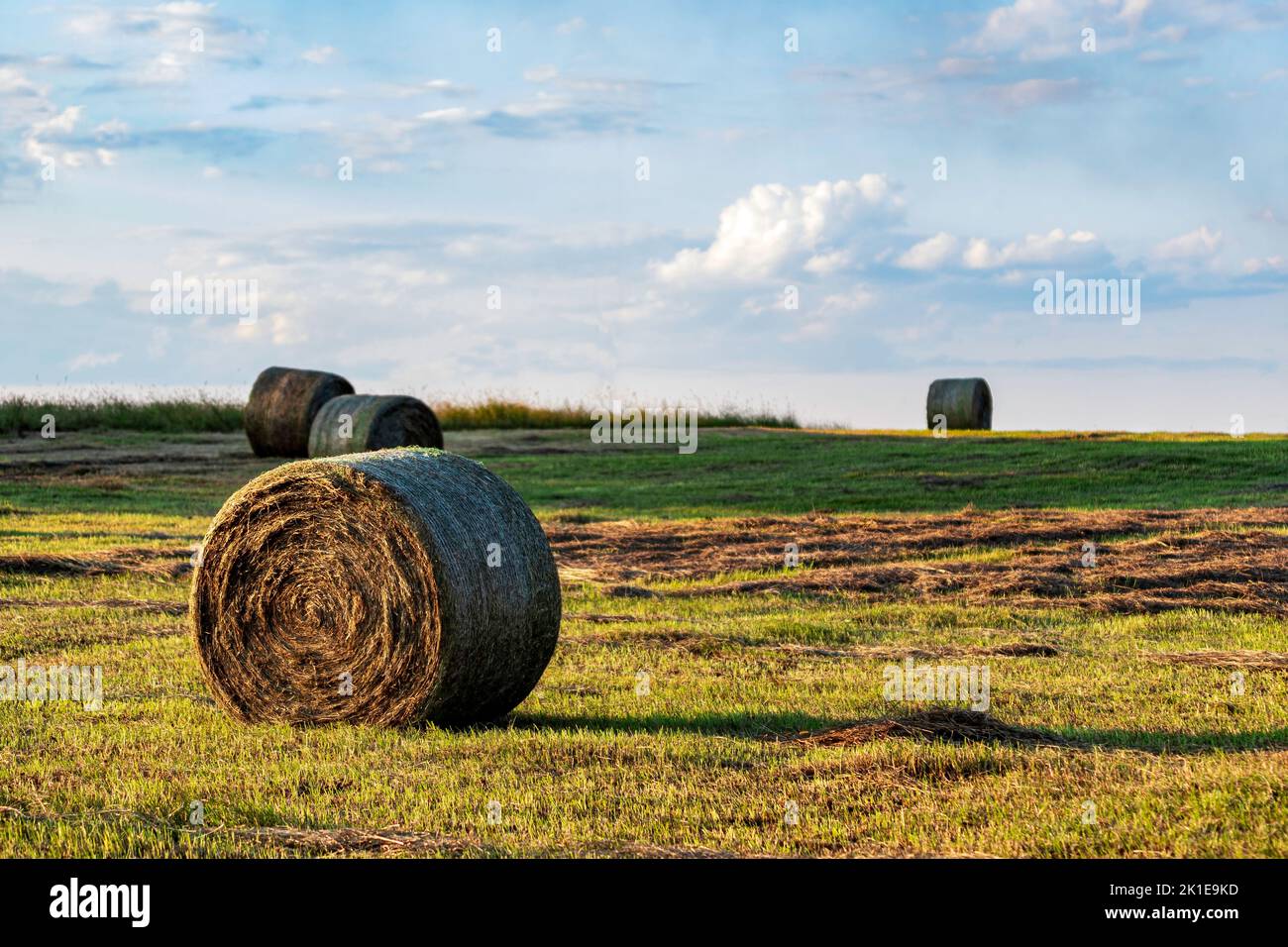 Round hay bales in a field, bathed in golden hour sunlight. Stock Photo