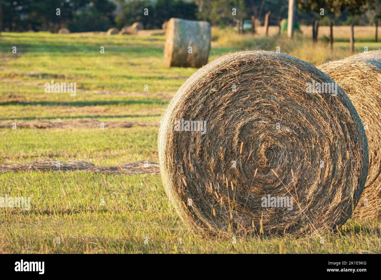 Close up of a freshly rolled round hay bale in the late afternoon sun with negative space. Stock Photo