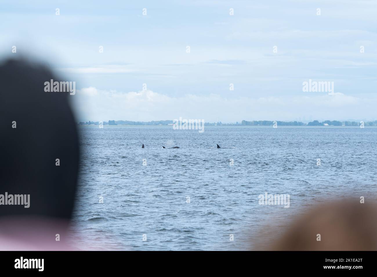 People watch killer whales breach along the Strait of during a