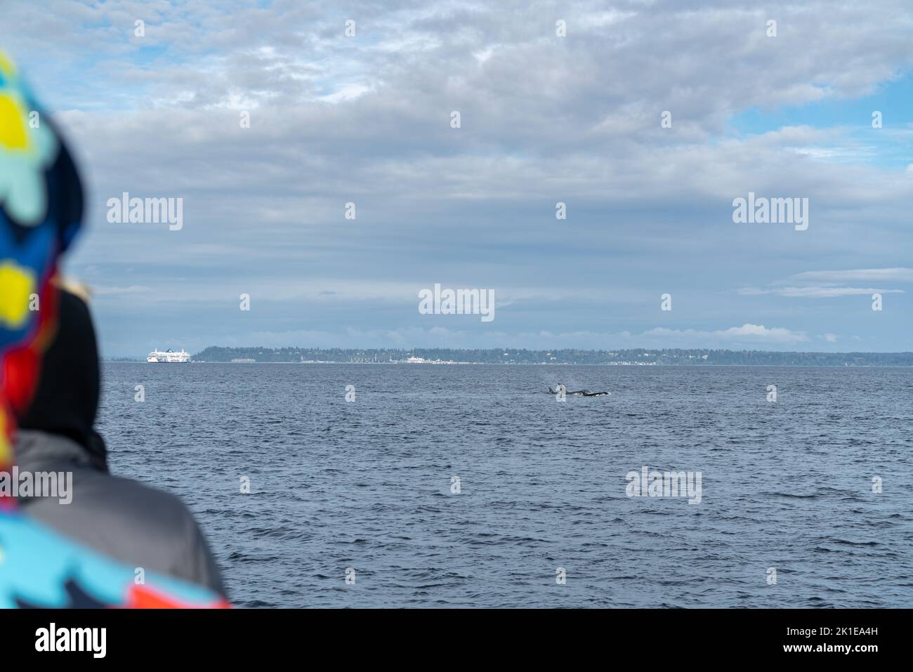 People watch killer whales breach along the Strait of during a