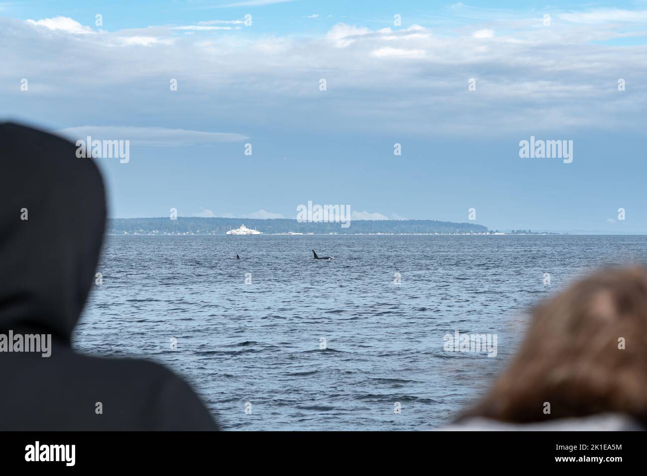 People watch killer whales breach along the Strait of during a