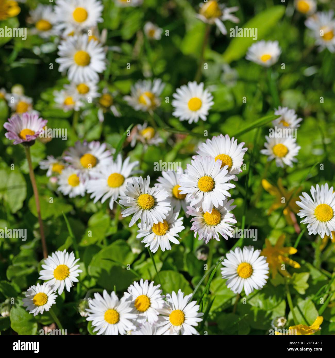 Daisies, Bellis perennis, in a closeup Stock Photo