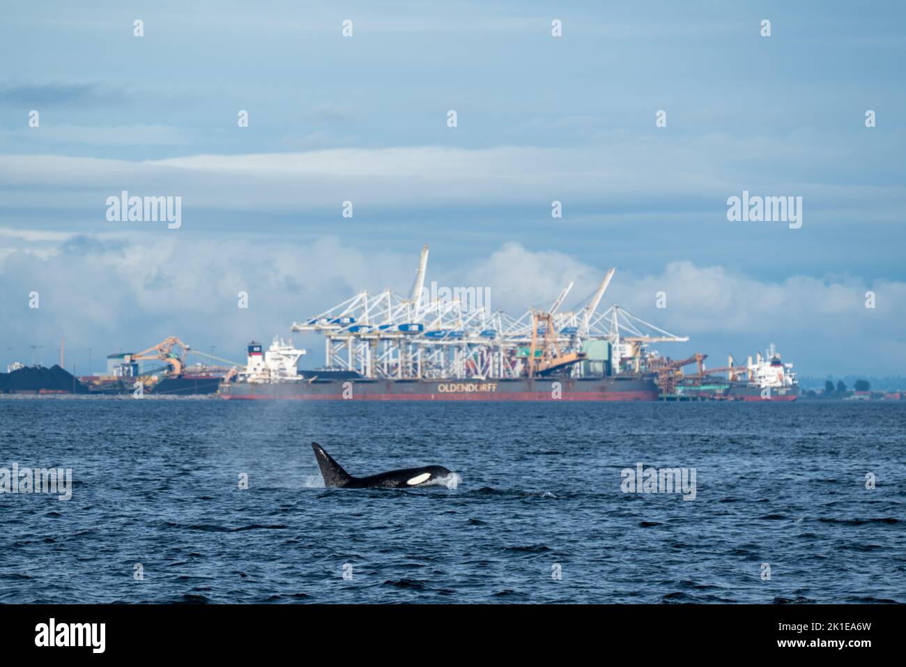 Pod of Orcas swimming of the British Columbia coastline with a ship yard full of coal in the background. Stock Photo