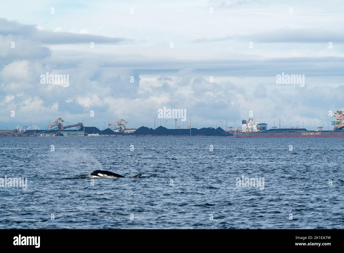 Pod of Orcas swimming of the British Columbia coastline with a ship yard full of coal in the background. Stock Photo