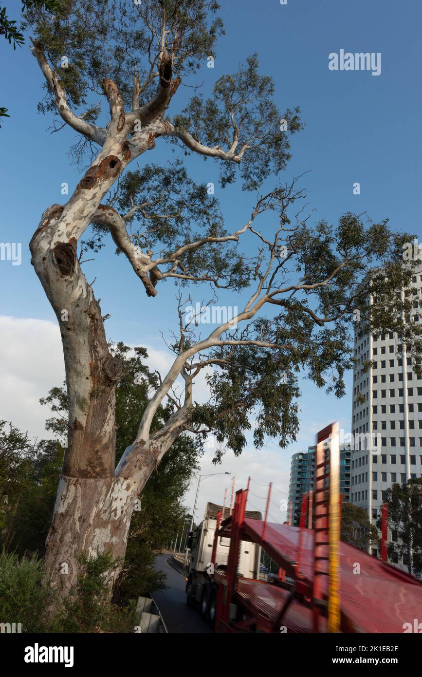 Ngargee Tree, St Kilda Stock Photo Alamy