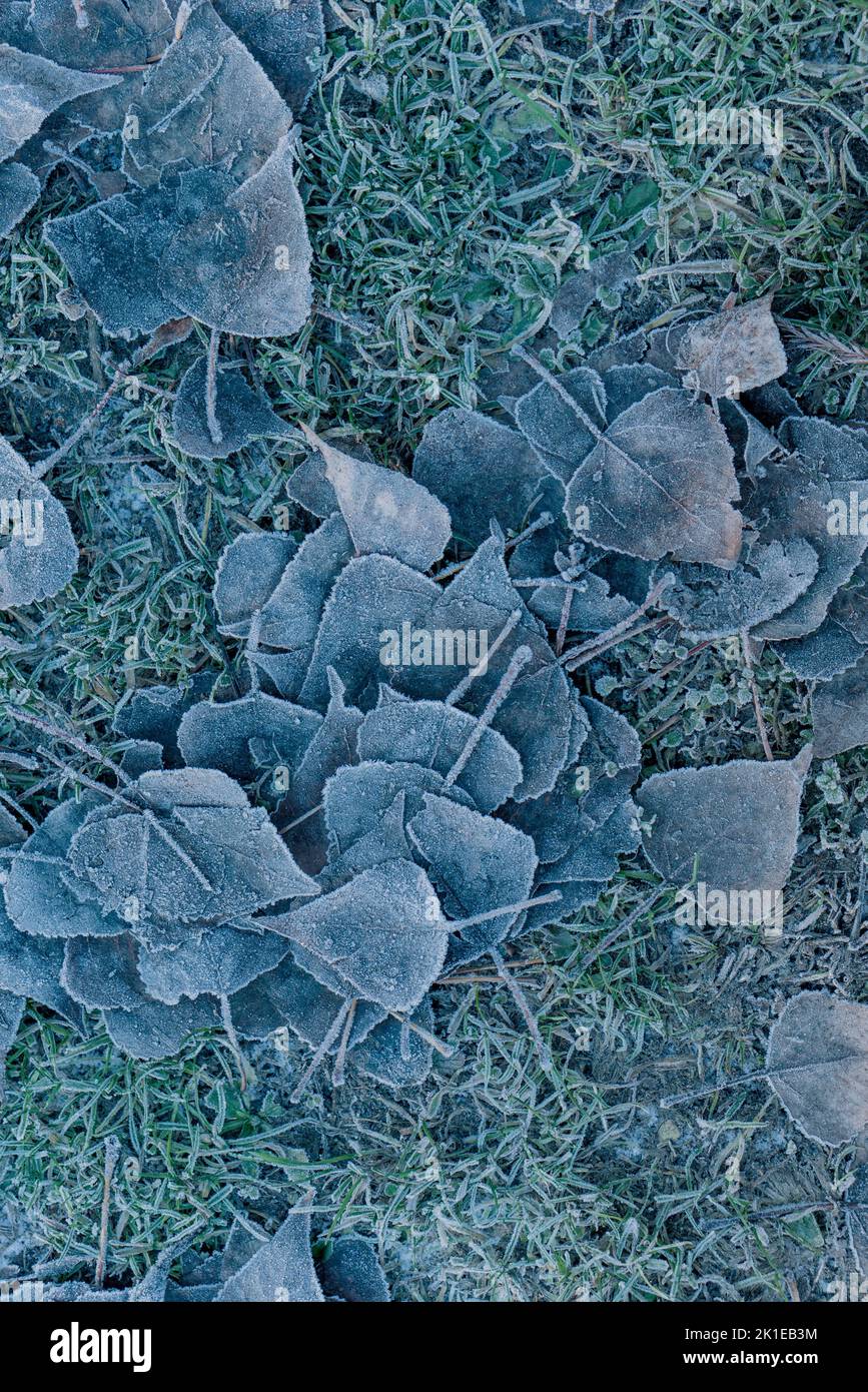 Vertical shot frozen grass hi res stock photography and images Alamy