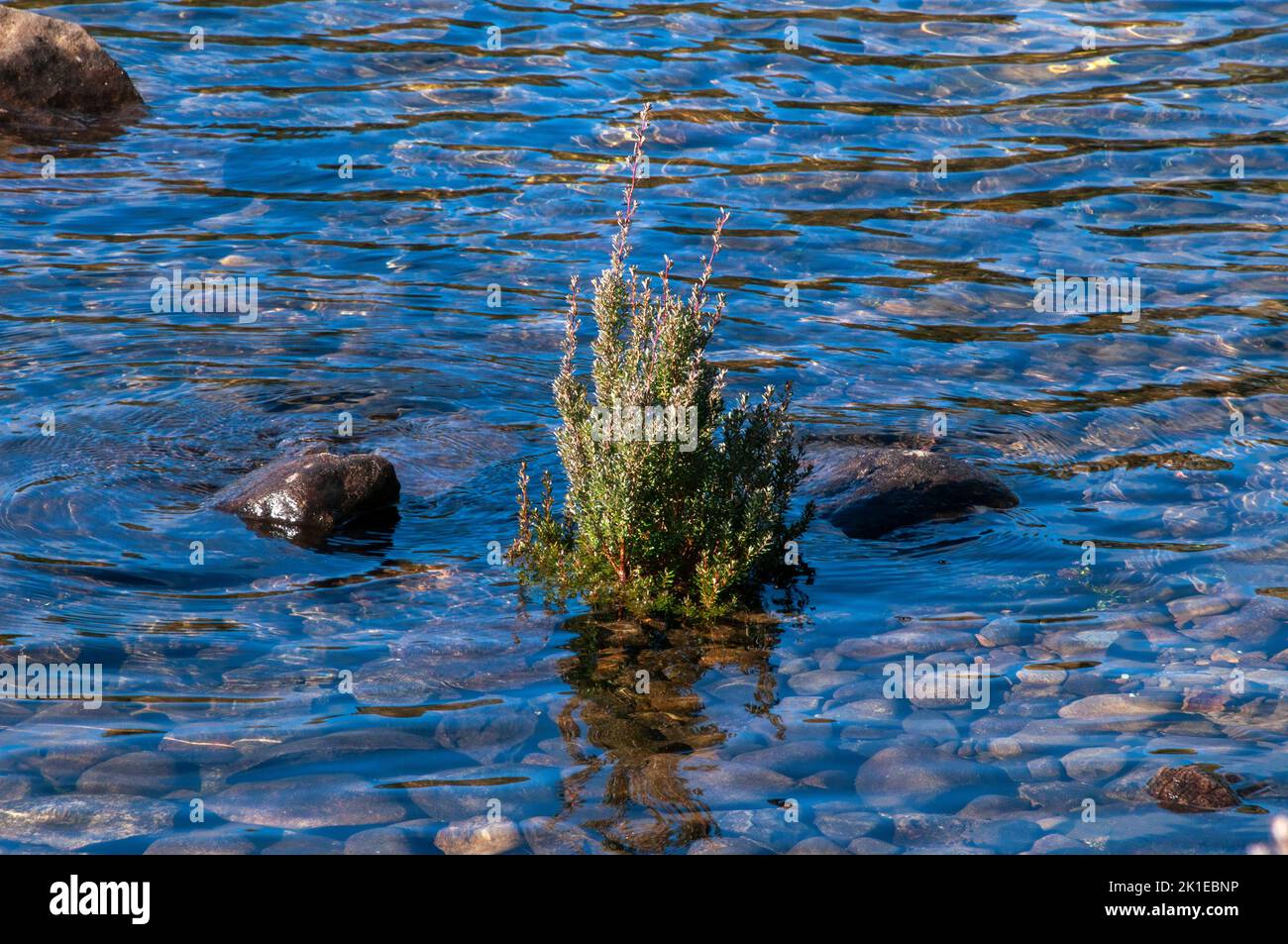 Lake St Clair Australia, plant growing in clear water with rocky bottom Stock Photo