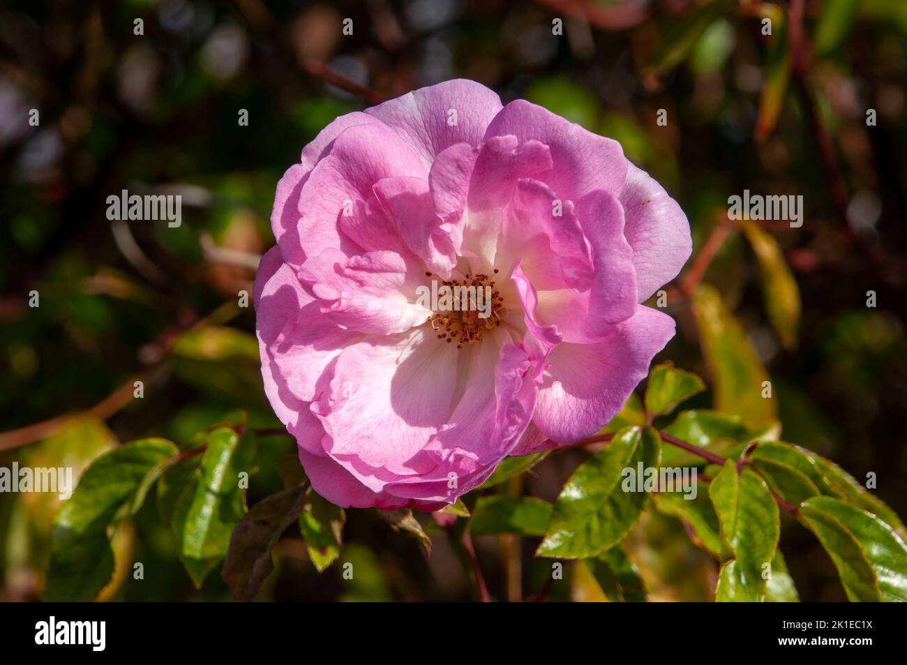 Hamilton Australia, pink flower of a climbing rose Stock Photo - Alamy