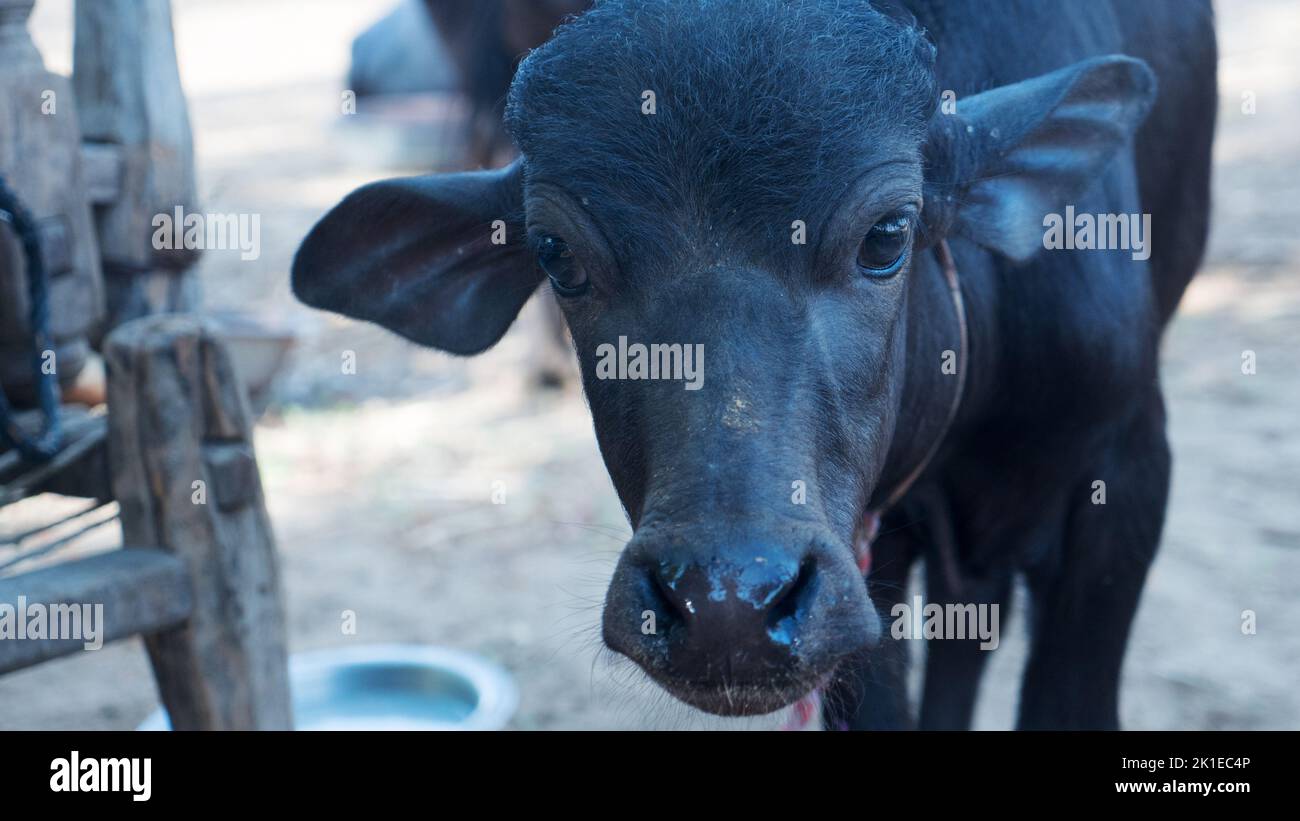 Cute baby water buffalo face close up. Black color buffalo head closeup in india, asia. Stock Photo
