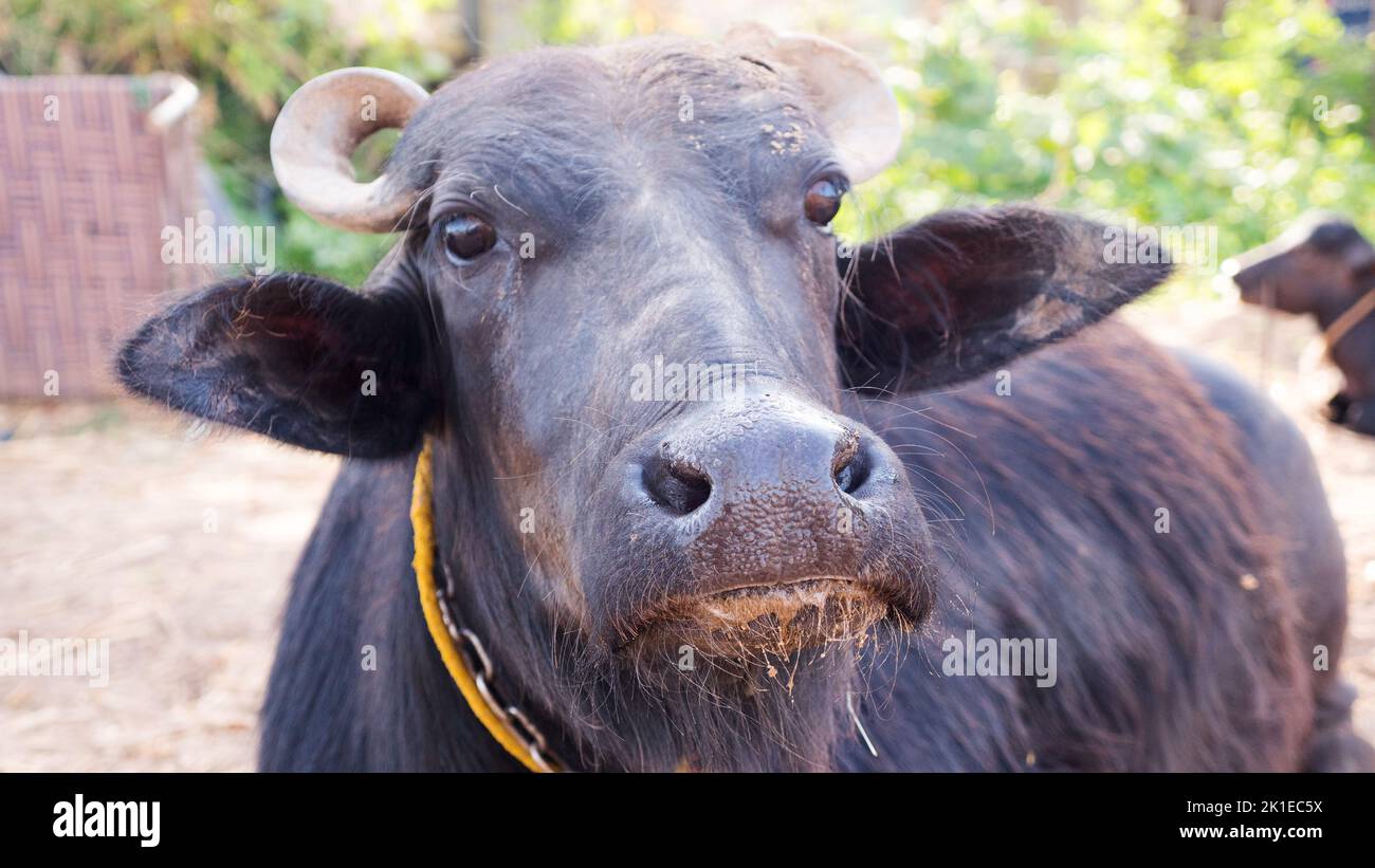 Water buffalo seated in farm, face close up. Black indian water buffalo Stock Photo