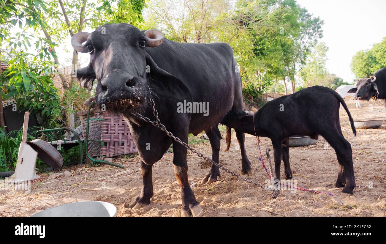 Water buffalo Calf Feeding in village dairy farm. water buffalo milking