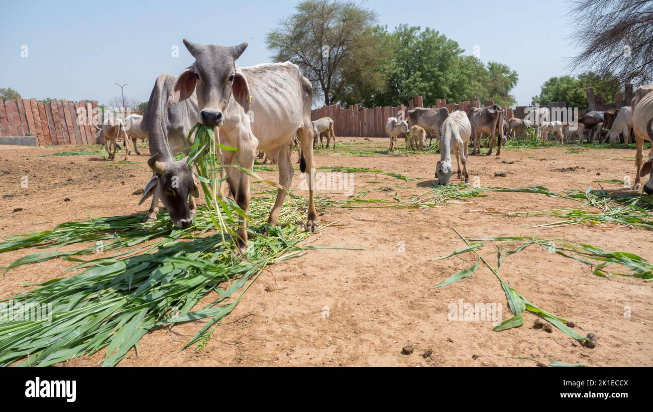 Cows in dairy farm in countryside rural village in india. Stock Photo