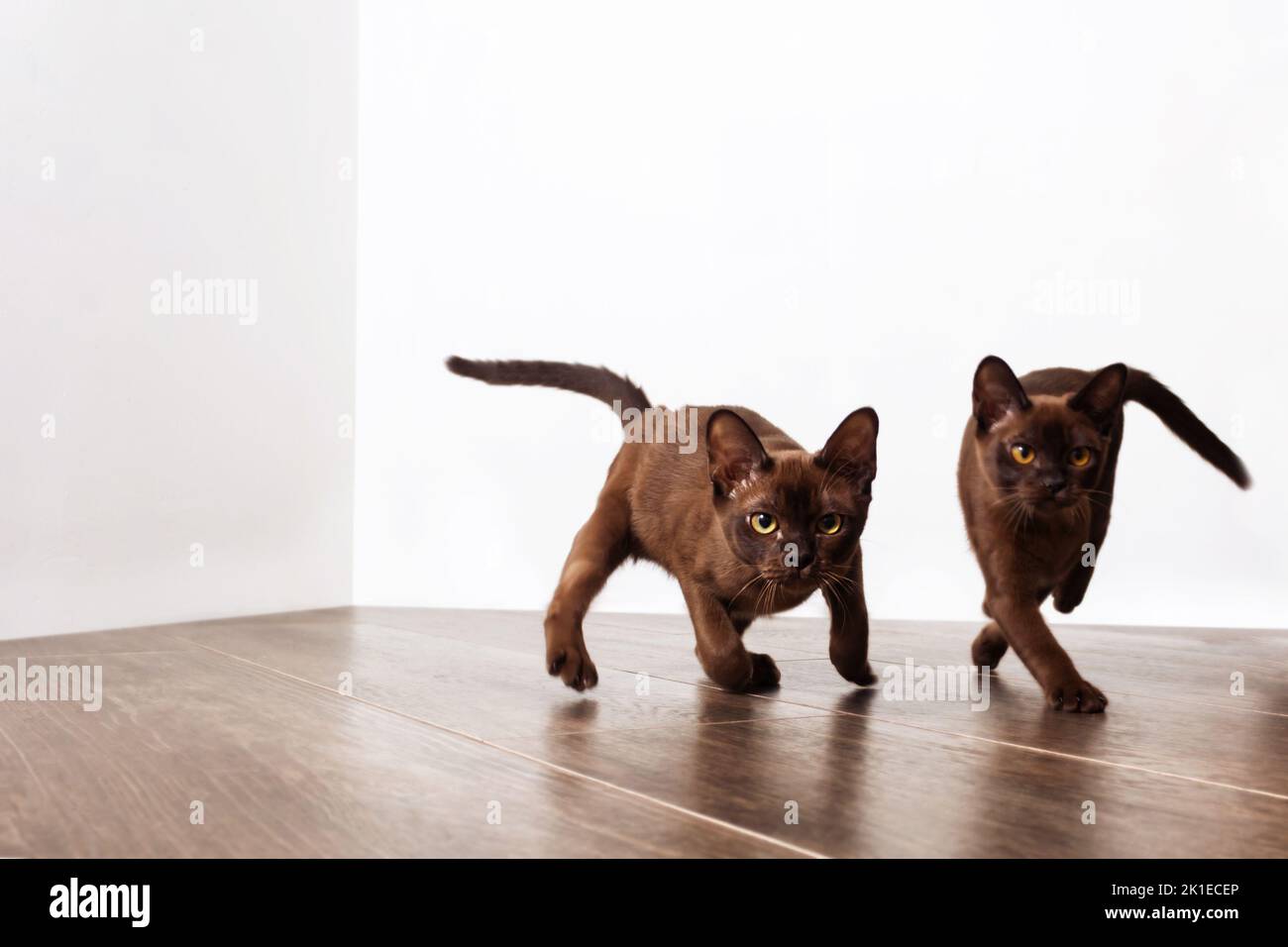 Playful cute burmese kittens. Active cat breed. Stock Photo