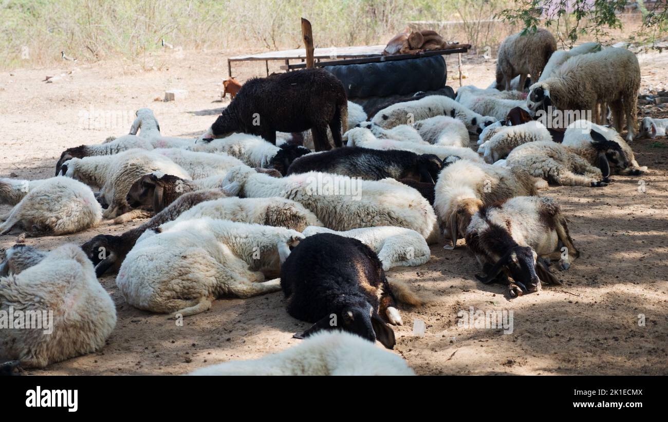 Herd of sheep sleeping, resting in Indian Small sheep Farm. Group of sheep in countryside rural village sheep farm in india. Stock Photo