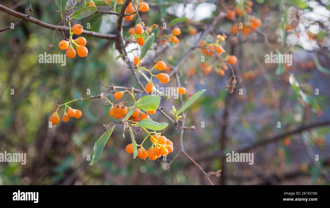 Orange Gum berry tree in India. gumberry, locally known as gunda or lasoda (Cordia dichotoma), a edible wild fruit berry. Stock Photo