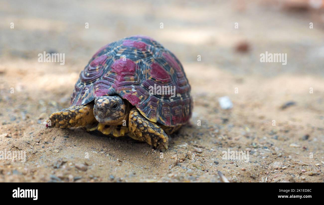 young tortoise Hiding itself in shell. Indian baby tortoise closeup ...
