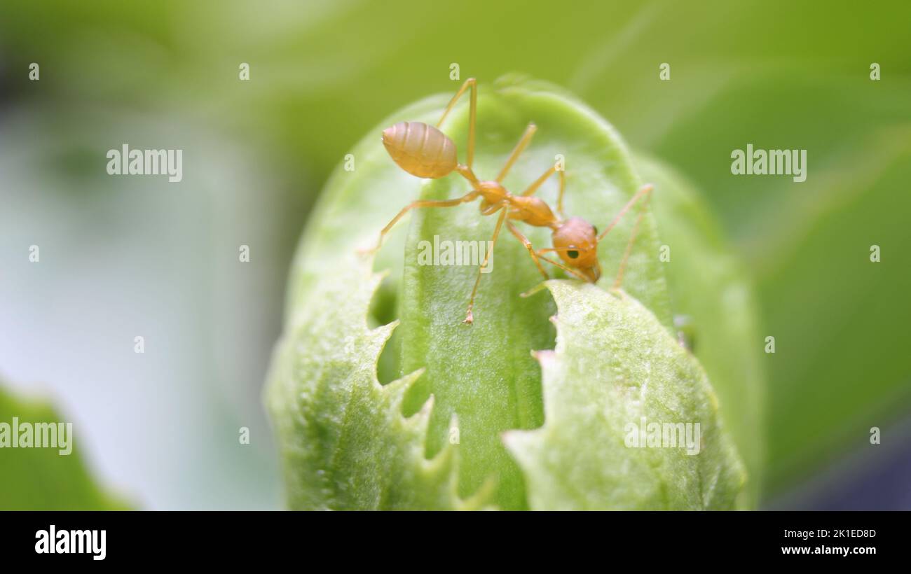 Close-up of a yellow crazy ant (Anoplolepis gracilipes) hunting on the pistil Stock Photo