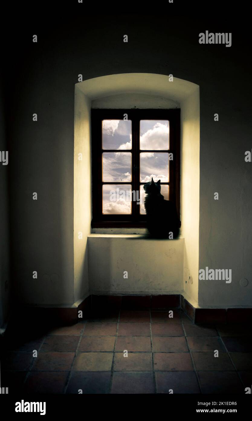 a cat sitting on a windowsill in old historic room looking outside window toward sky Stock Photo