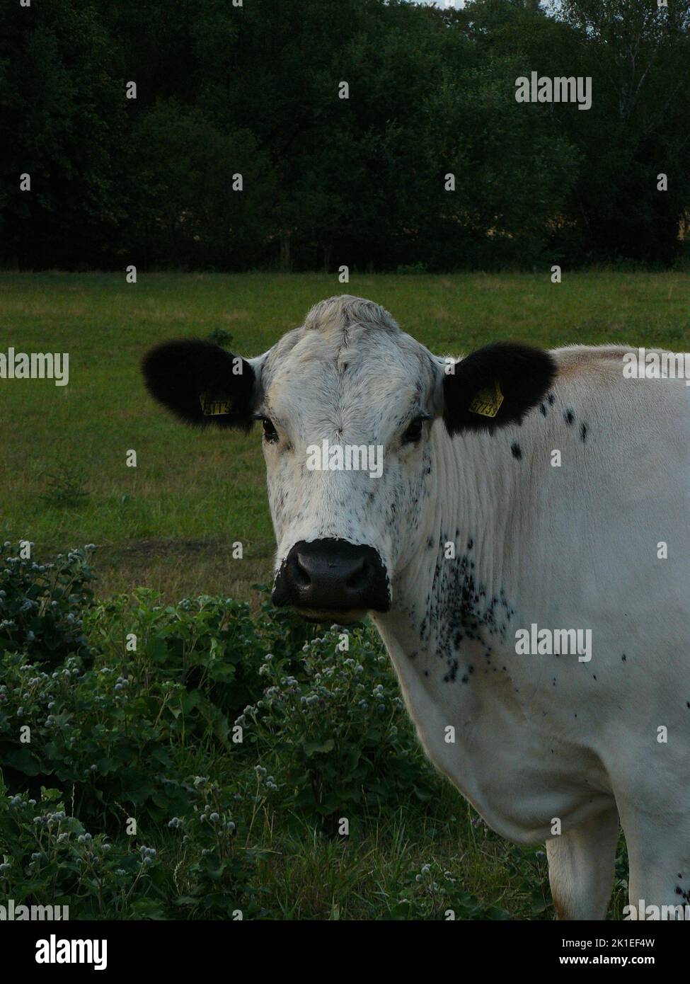A vertical portrait of a British White cattle standing in a green pasture Stock Photo