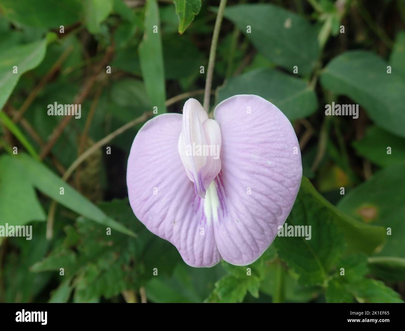 A purple flower plant in the garden Stock Photo - Alamy