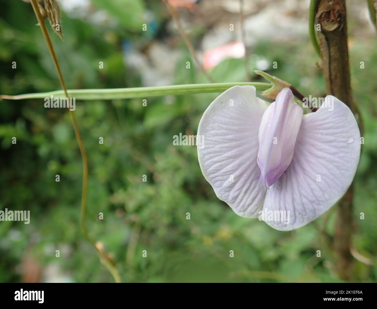 A purple flower plant in the garden Stock Photo - Alamy