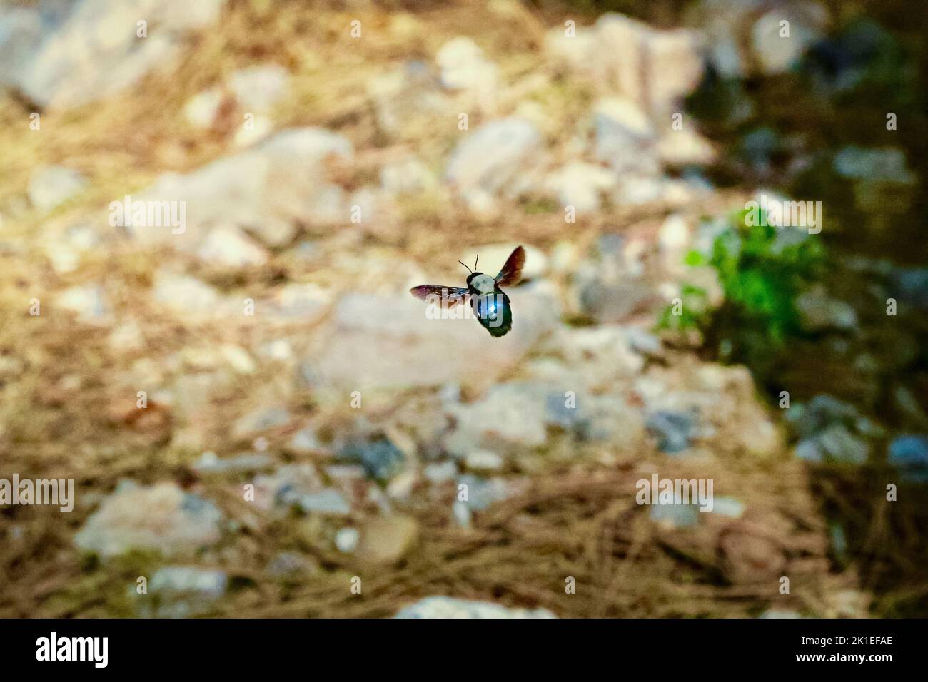 Example Night Flying Insect Flying insect night hi-res stock photography and images - Alamy