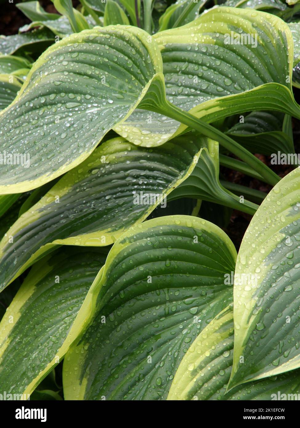 Hosta 'Royal Standard' leaves Stock Photo