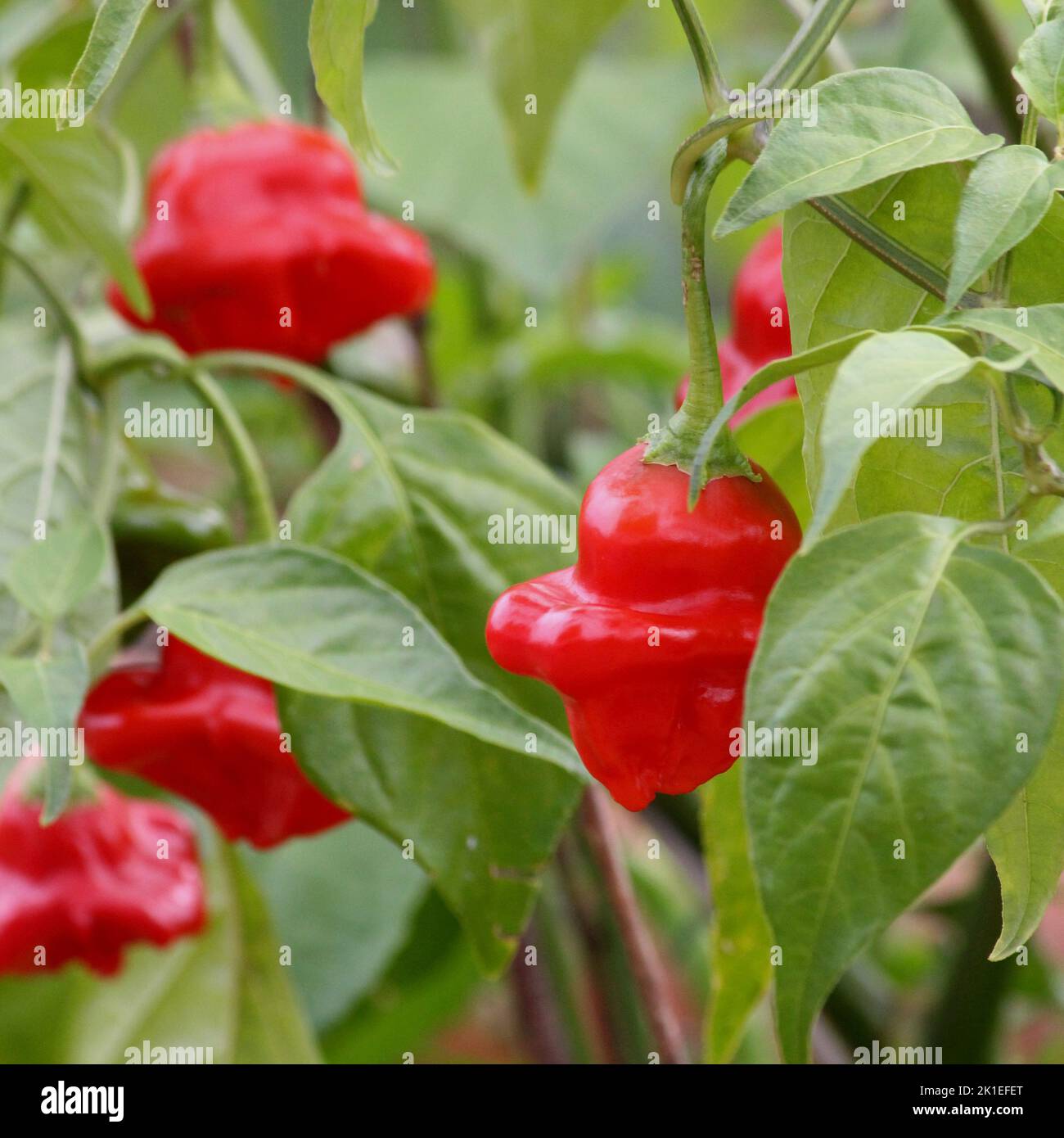 Chilli 'Bishop's Crown' (Capsicum baccatum Stock Photo - Alamy