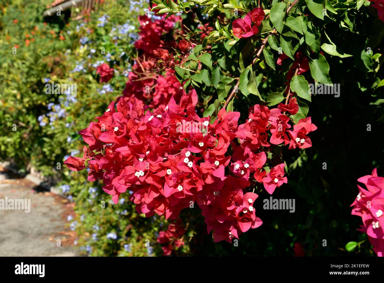 Bougainvillea in bloom Stock Photo Alamy
