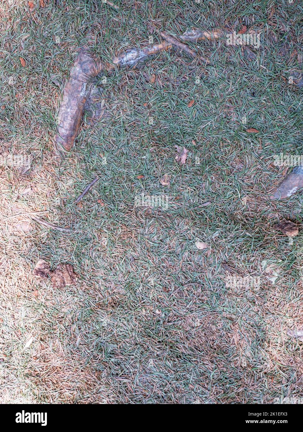 Damage to spruce trees can now be seen almost everywhere in european